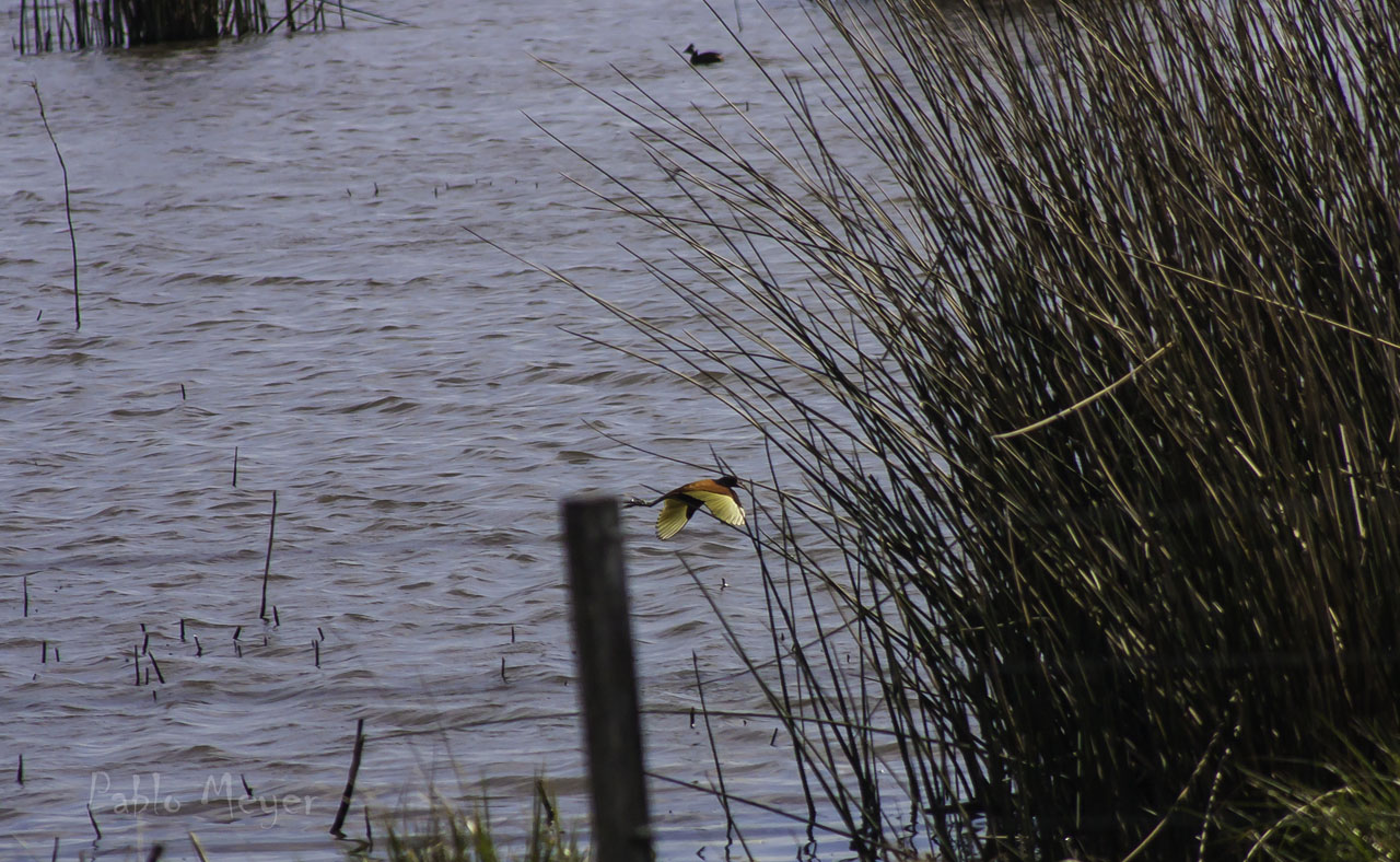 Foto Jacana