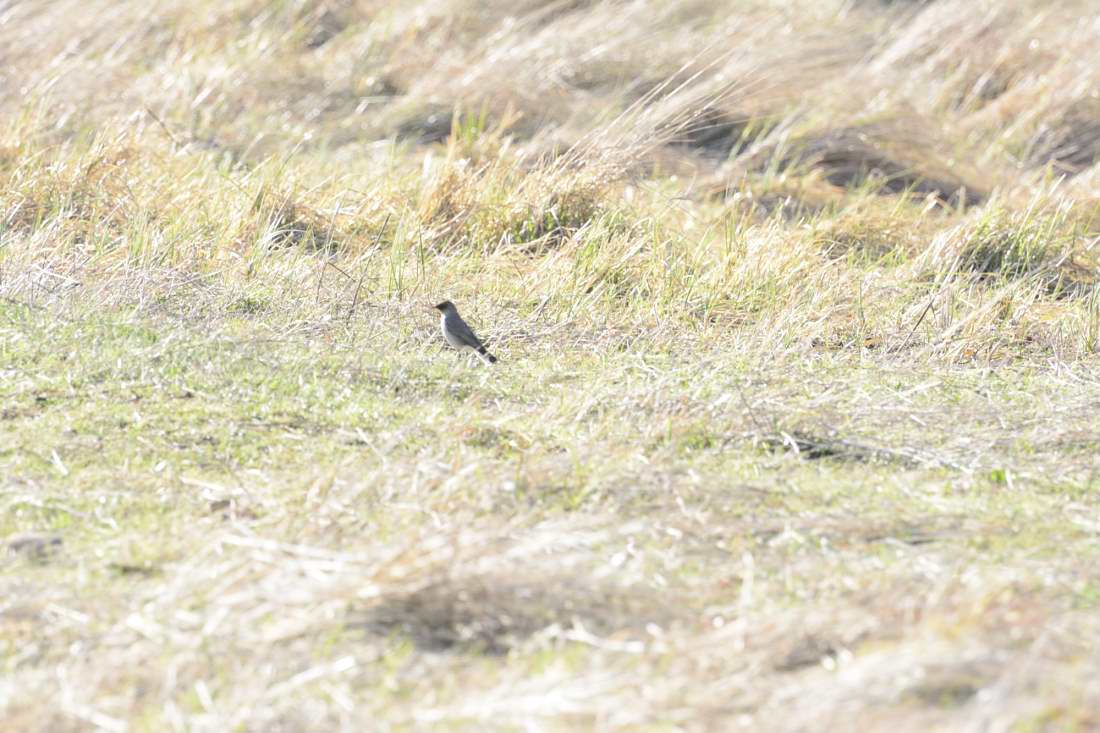 Photo Dormilona Cara Negra