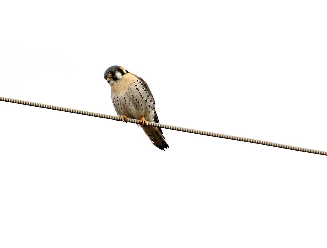 Foto Halconcito Colorado