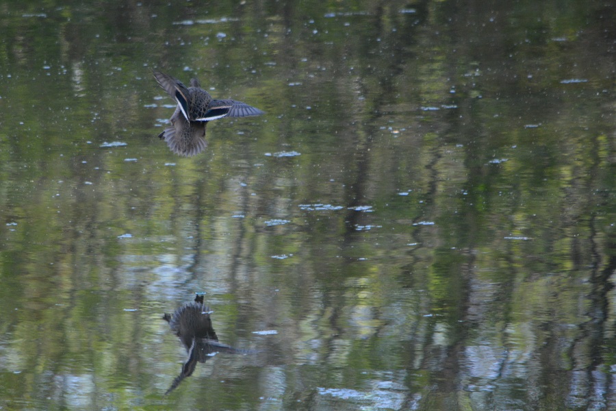 Photo Pato Barcino