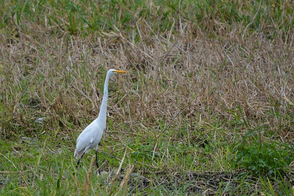 Foto Garza Blanca