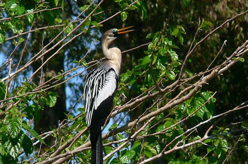 Foto Aninga