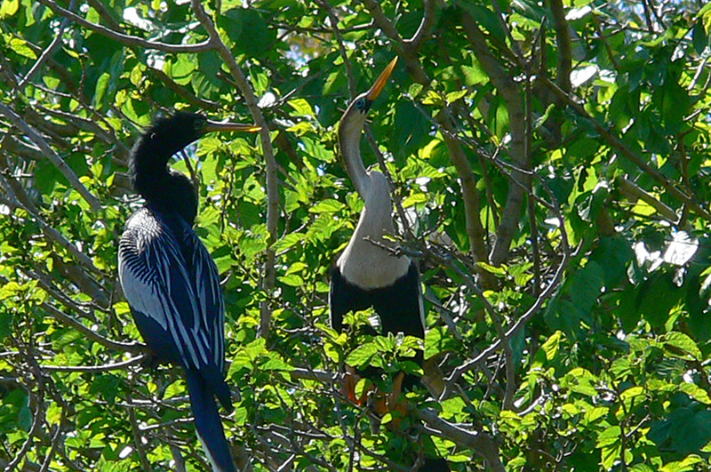 Foto Aninga