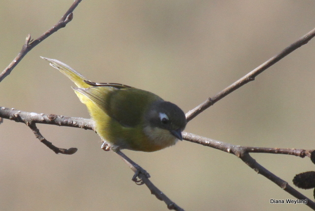 Foto Frutero Yungueño