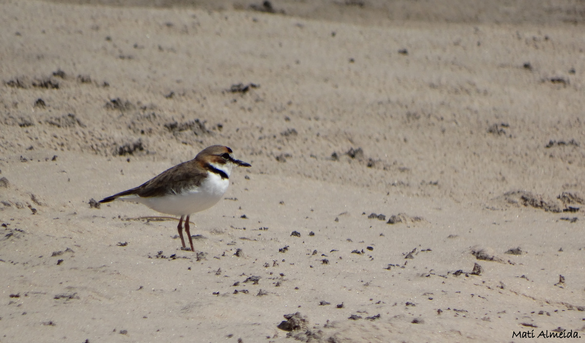 Foto Chorlito de Collar