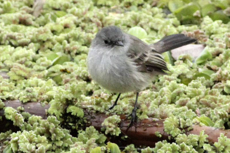 Photo Piojito Gris