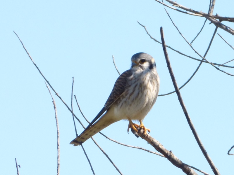 Foto Halconcito Colorado