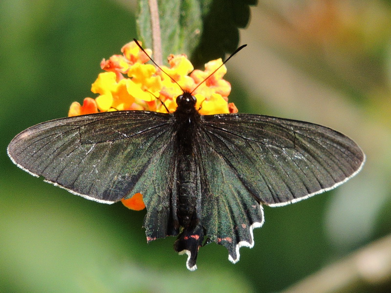 Foto Viudita del Monte