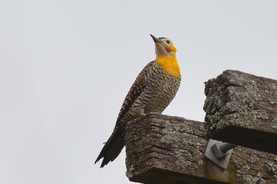 Foto Carpintero Campestre