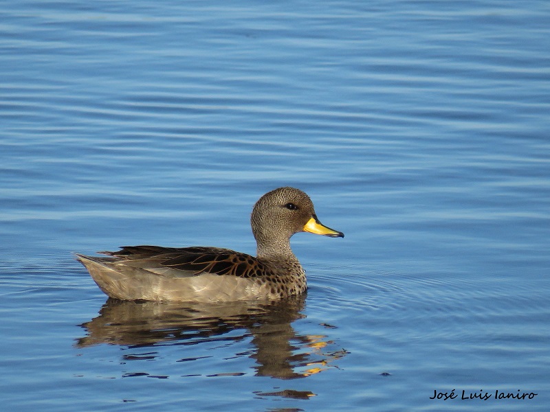 Photo Pato Barcino