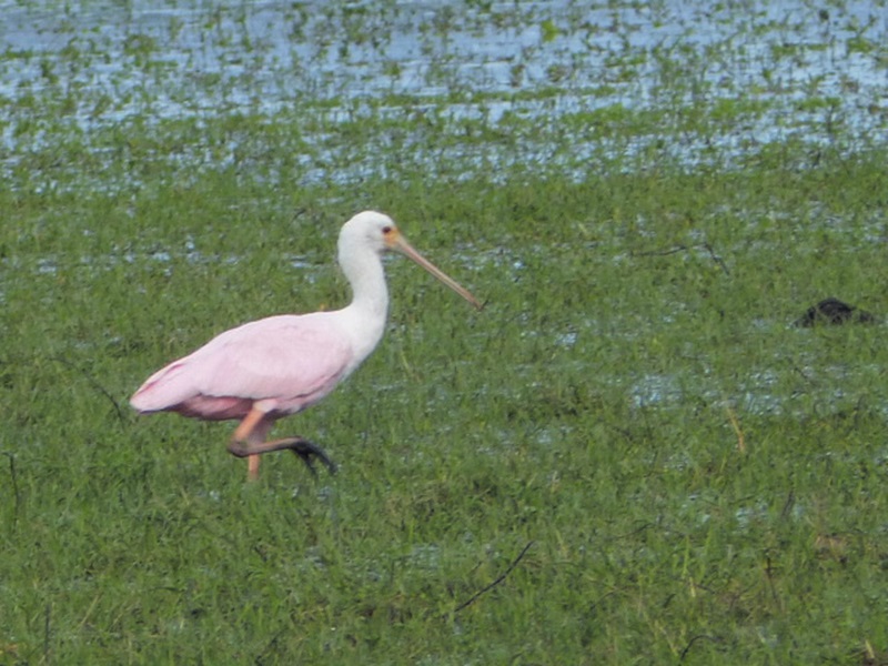 Foto Espátula Rosada