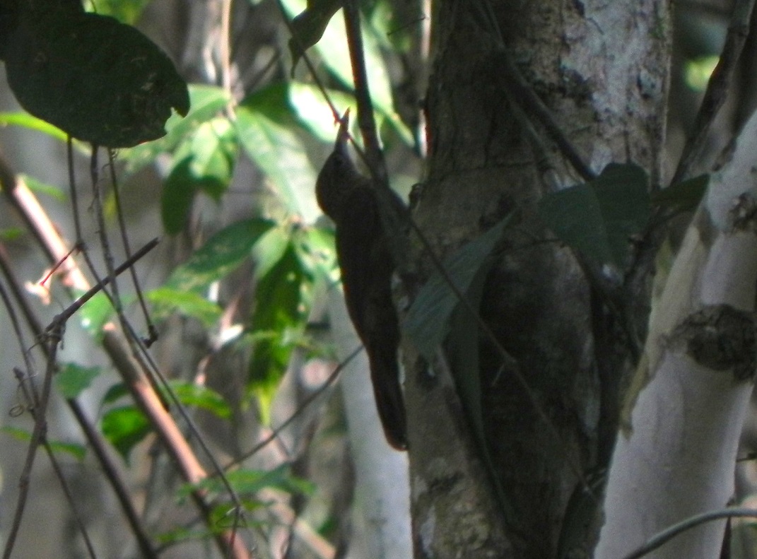 Foto Trepatroncos Picofuerte