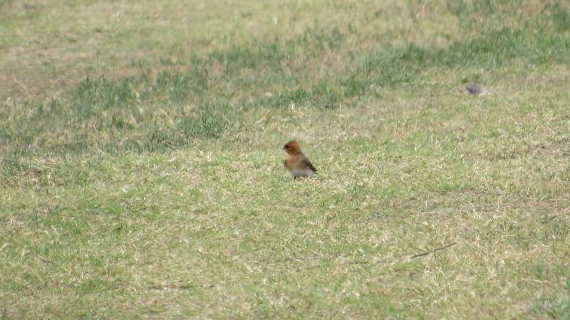 Foto Golondrina Cabeza Rojiza