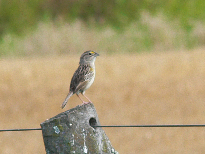 Foto Cachilo Ceja Amarilla
