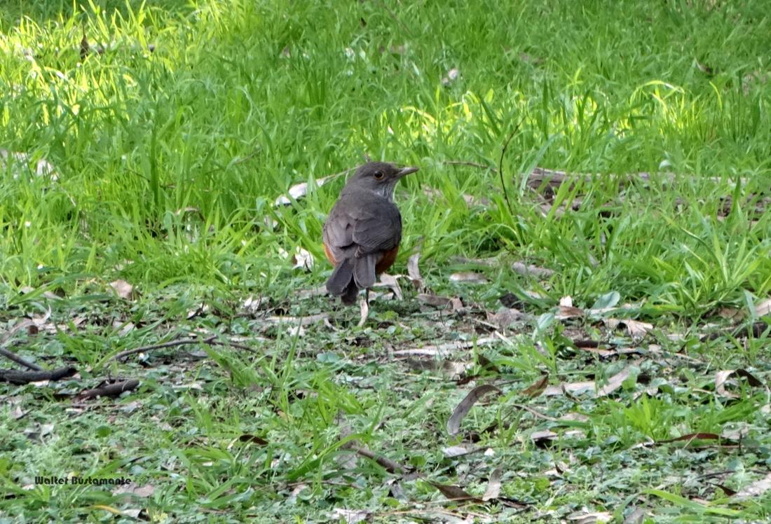 Foto Zorzal Colorado