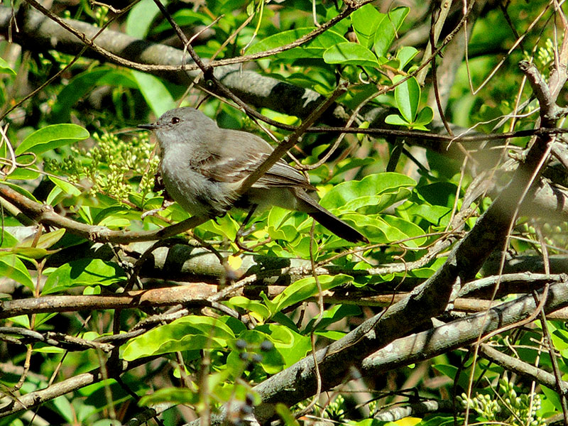 Photo Piojito Gris