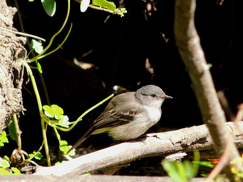Photo Piojito Gris