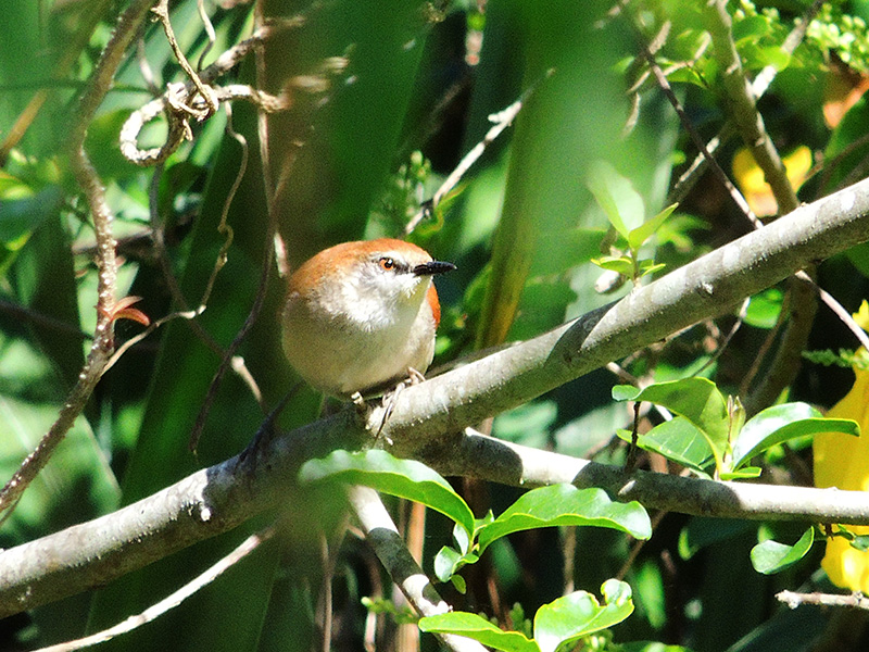 Photo Curutié Colorado