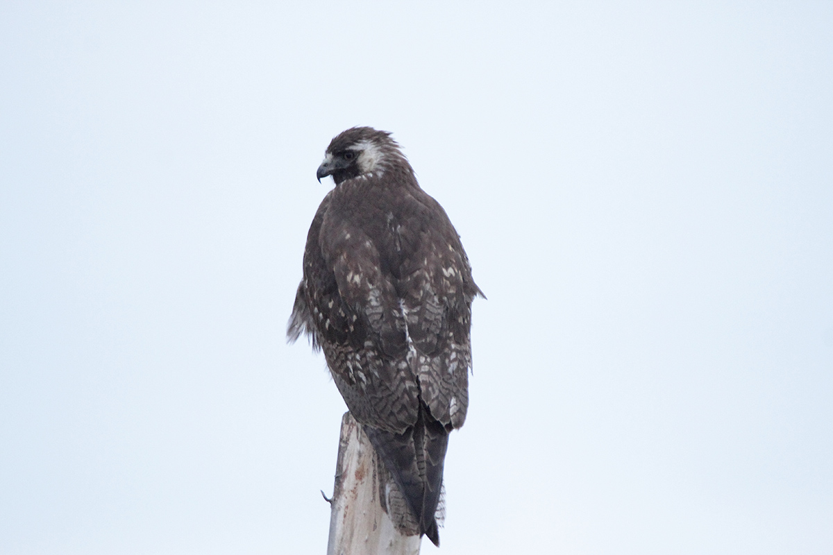 Foto Aguilucho Común