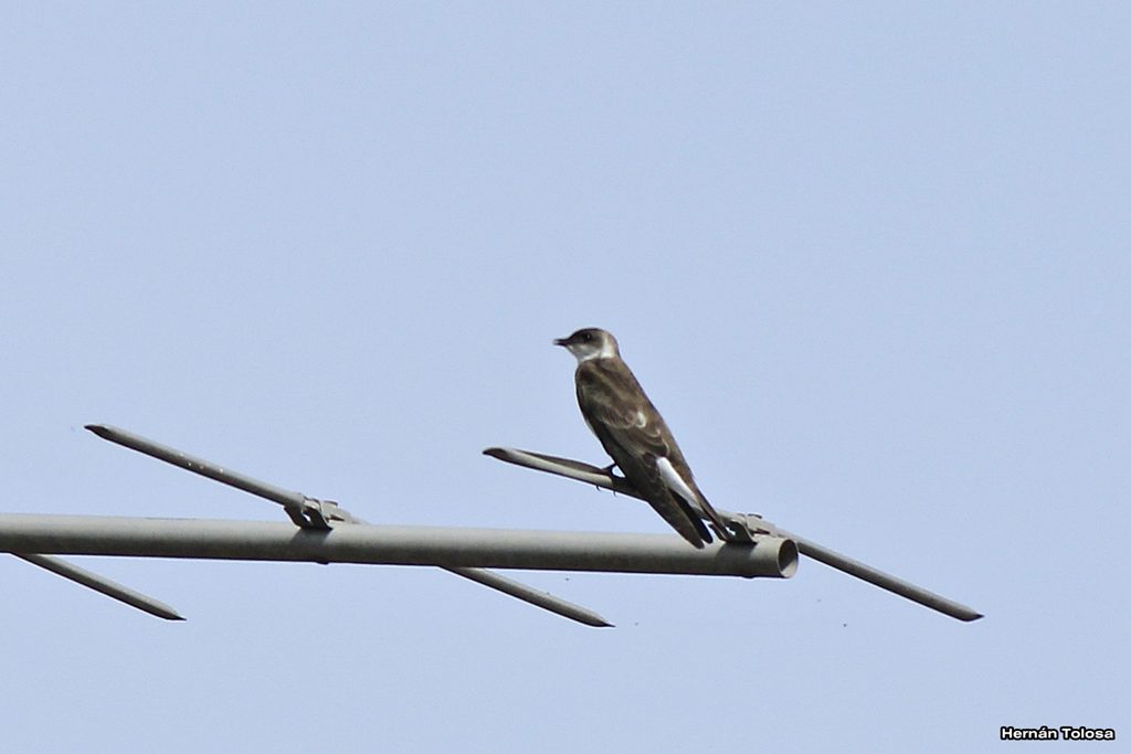 Photo Golondrina Parda