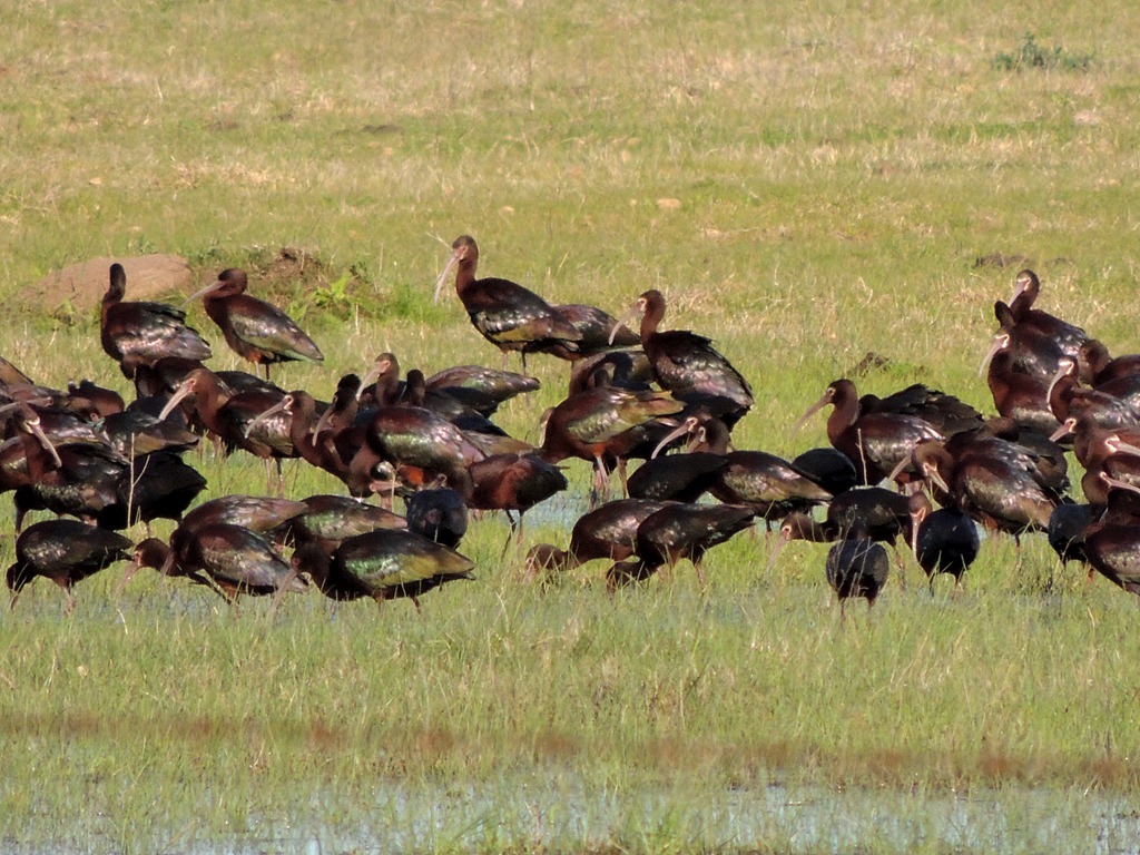 Foto Cuervillo de Cañada