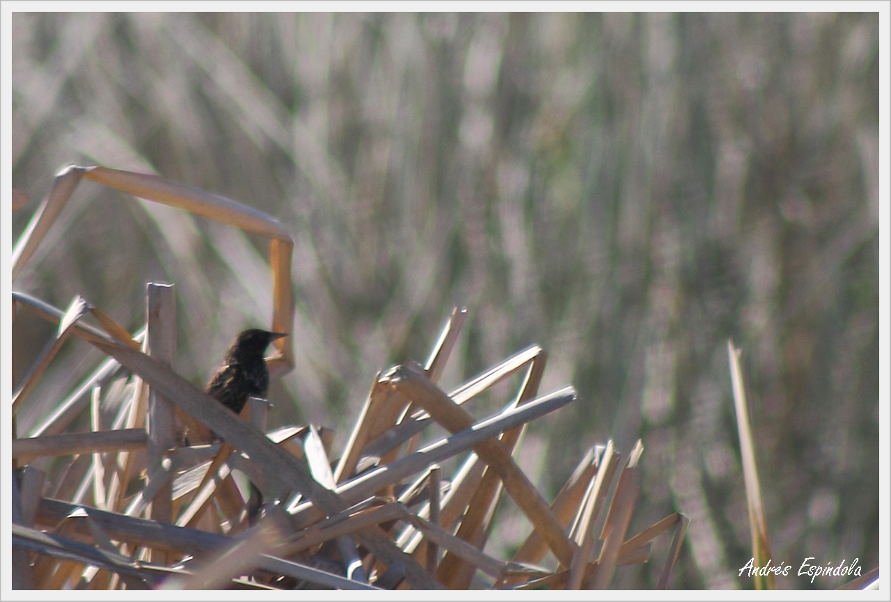 Foto Varillero Ala Amarilla