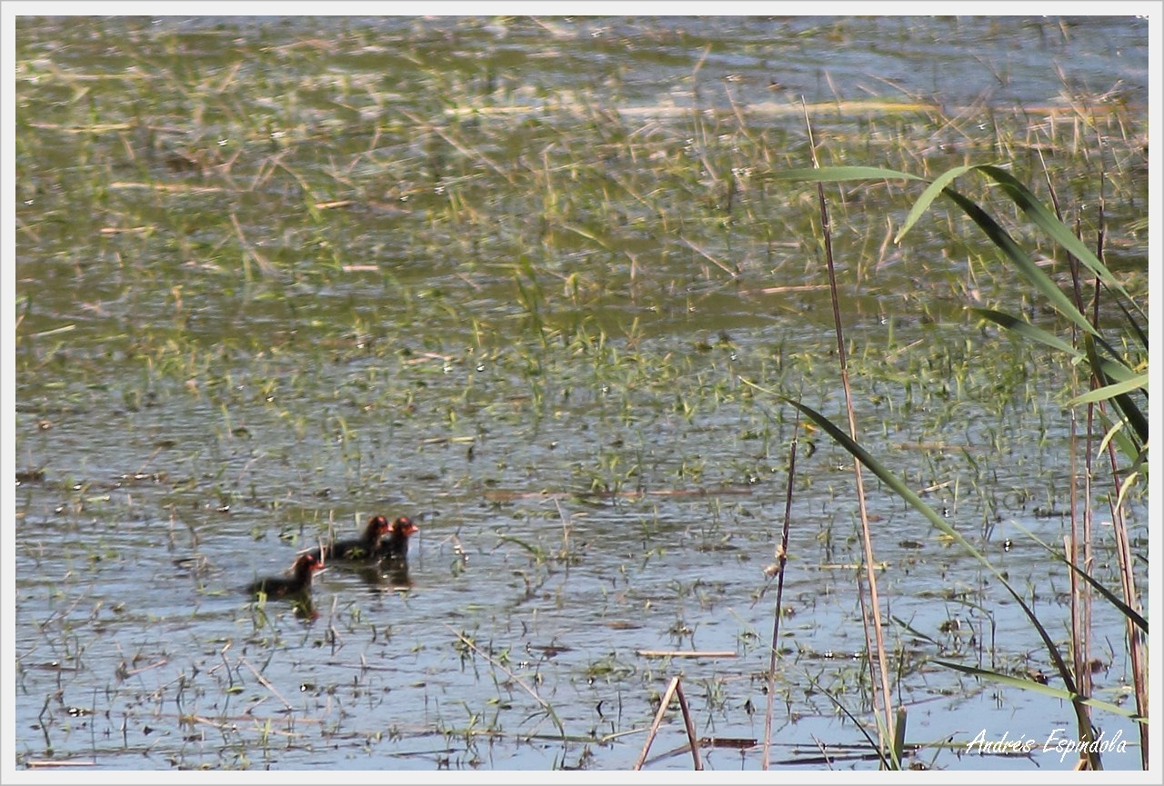 Photo Gallareta Chica