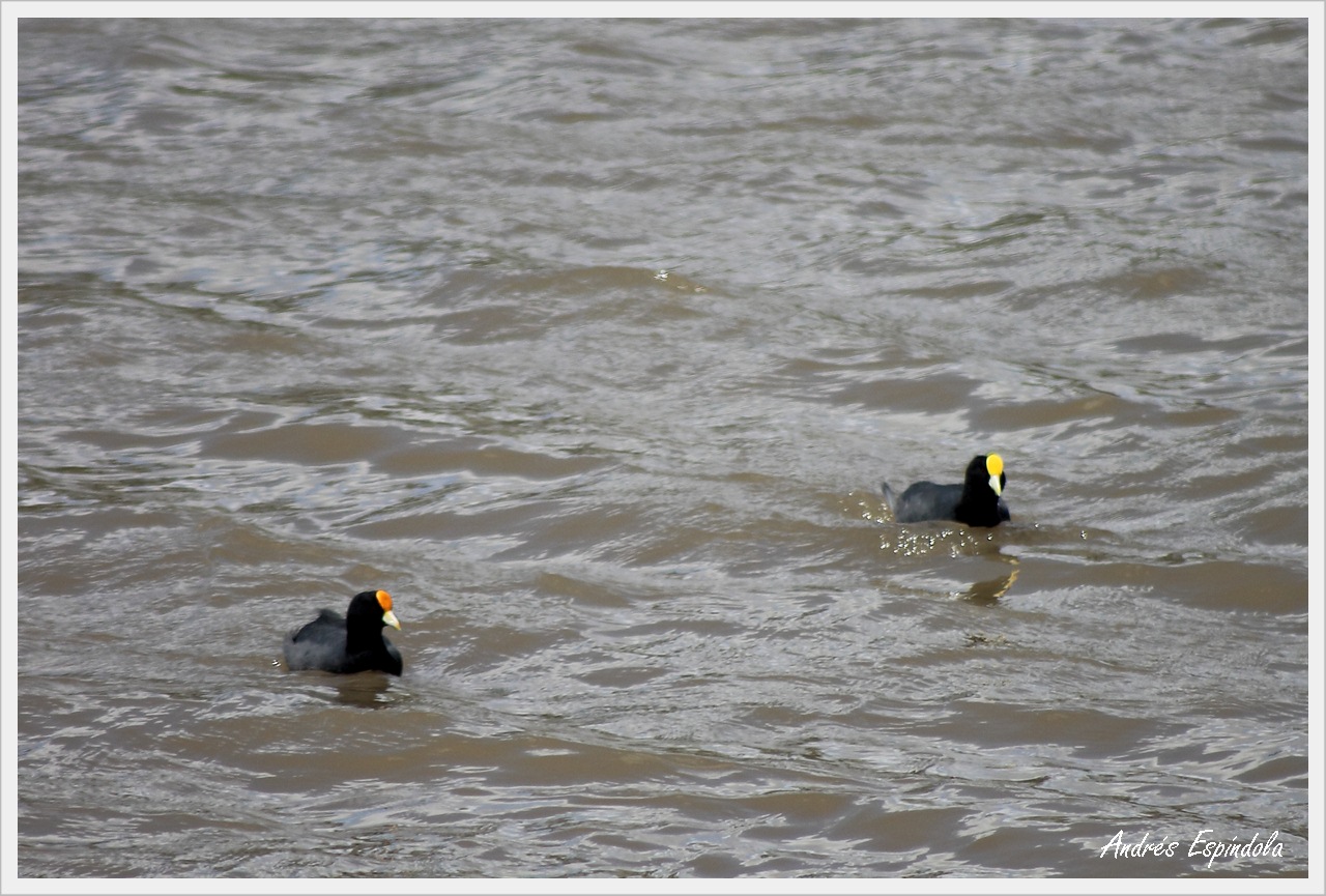 Photo Gallareta Chica