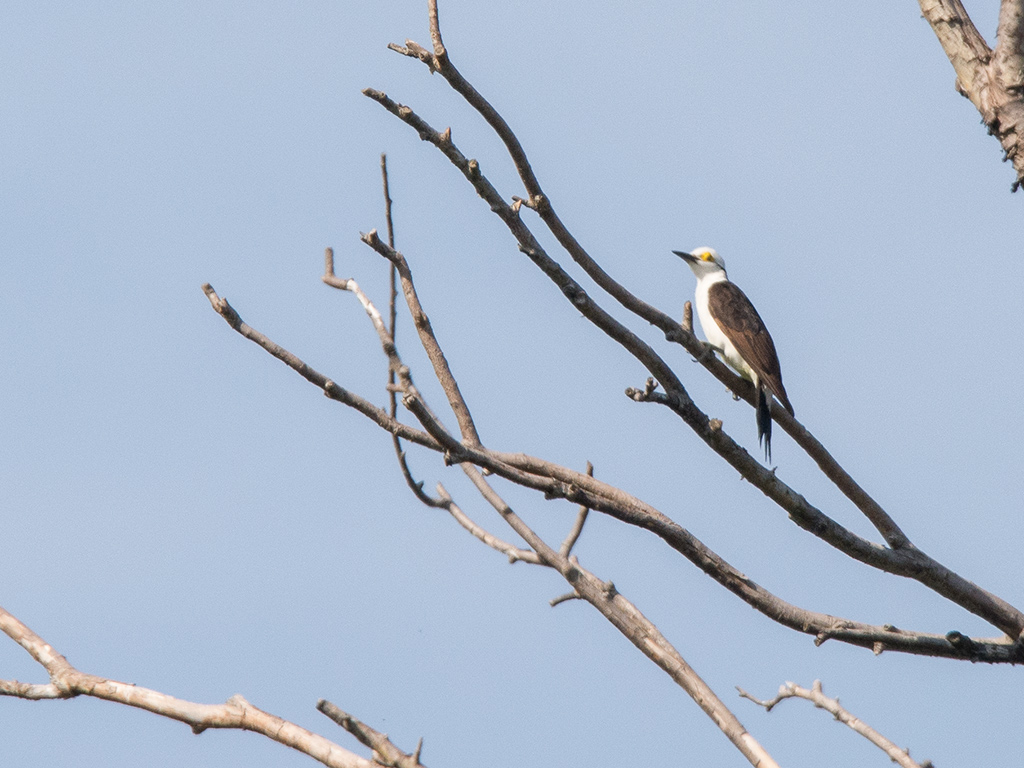 Foto Carpintero Blanco