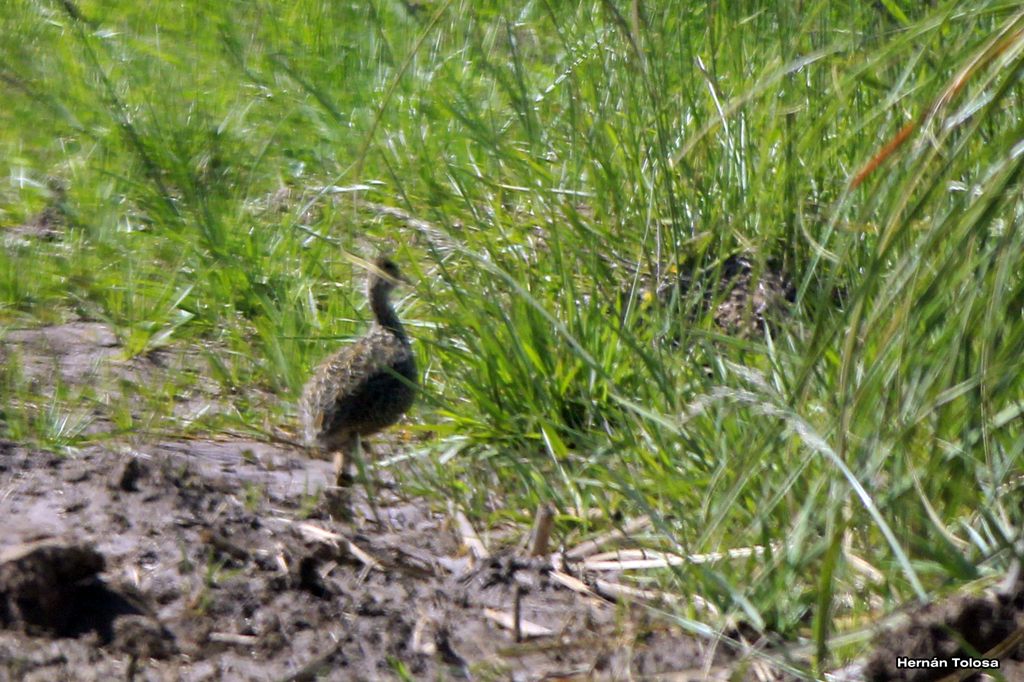 Photo Inambú Común