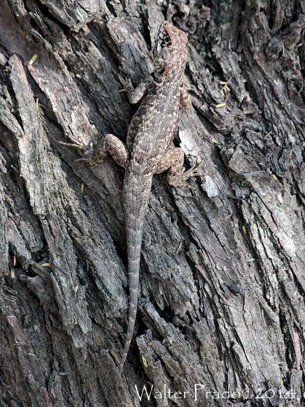 Foto Lagarto Trepador Chaqueño
