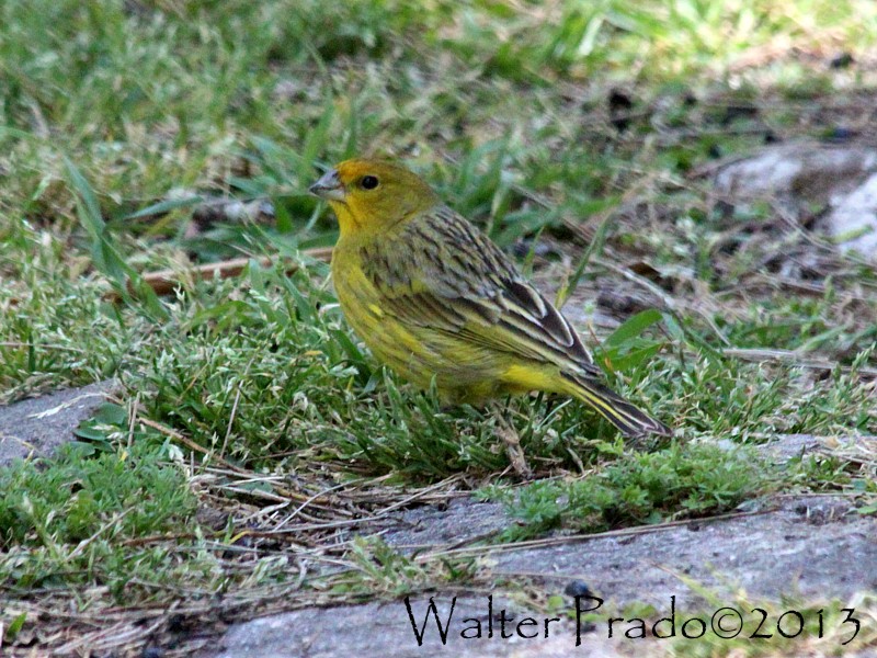 Foto Jilguero Dorado