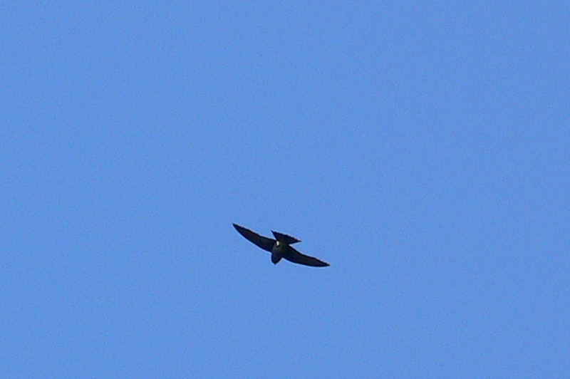 Foto Golondrina Negra