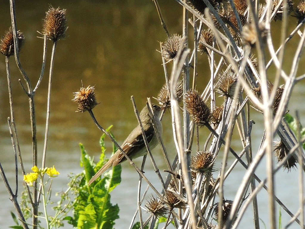 Foto Fiofío Pico Corto
