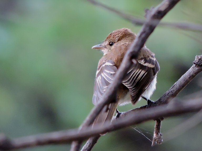 Foto Mosqueta Estriada