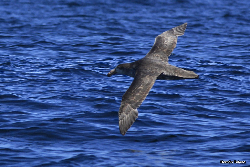 Foto Petrel Gigante Subantártico