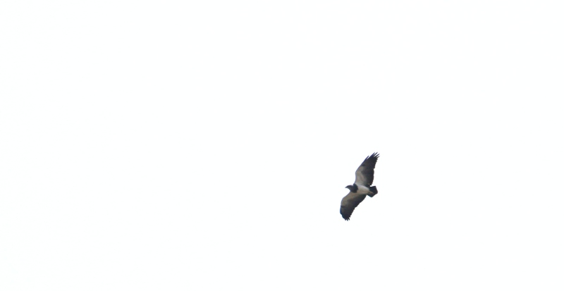 Foto Águila Mora