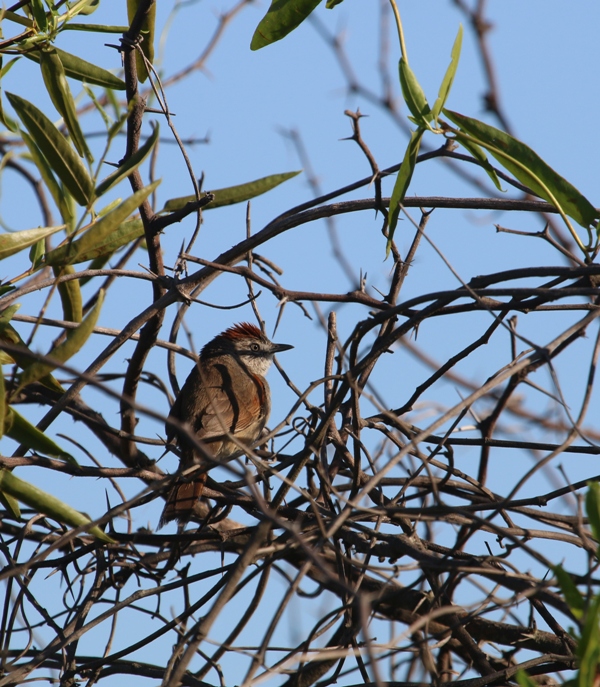 Foto Pijuí Cola Parda