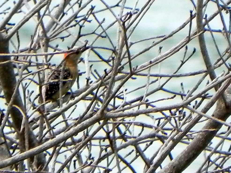 Foto Carpintero Coronirrojo