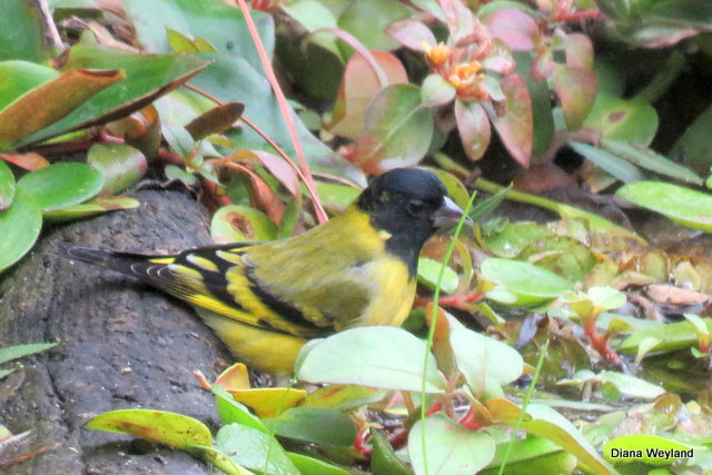 Foto Cabecitanegra Común