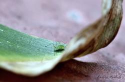 Pea Aphid (Acyrthosiphon pisum)