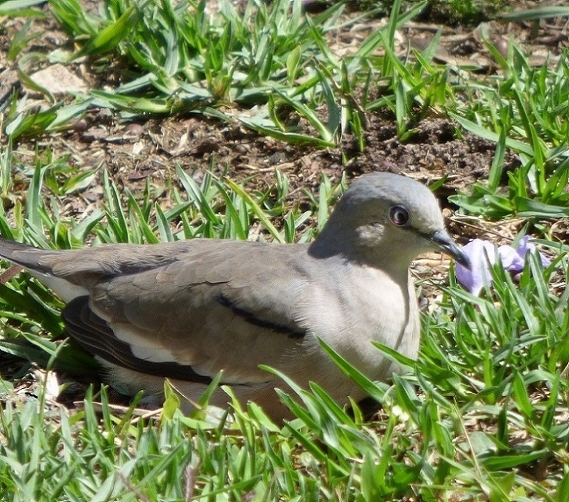 Photo Torcacita Común