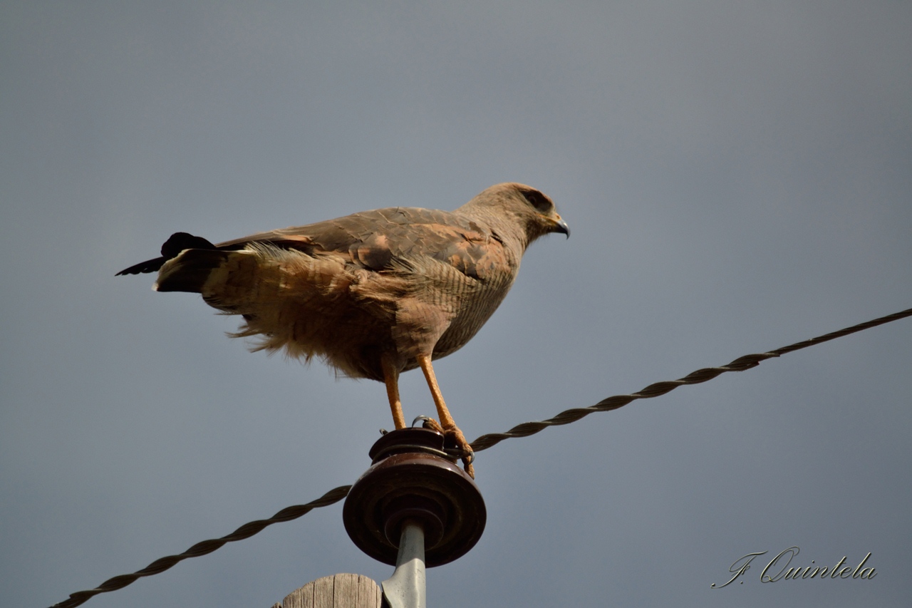 Photo Aguilucho Colorado
