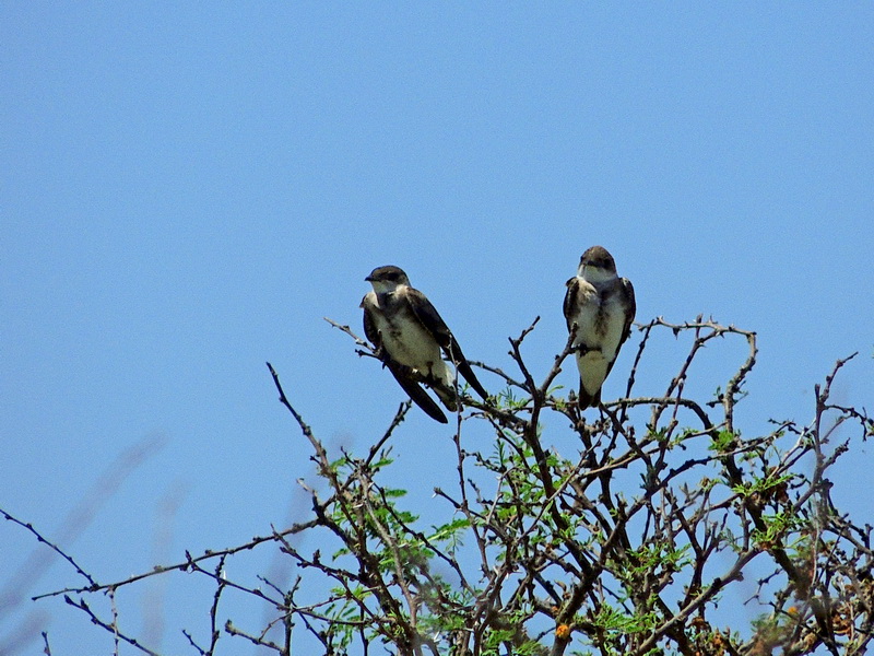 Foto Golondrina Parda