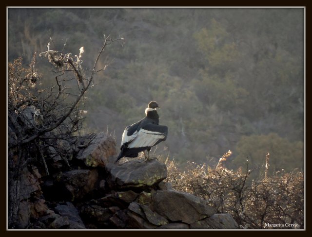 Photo Cóndor Andino