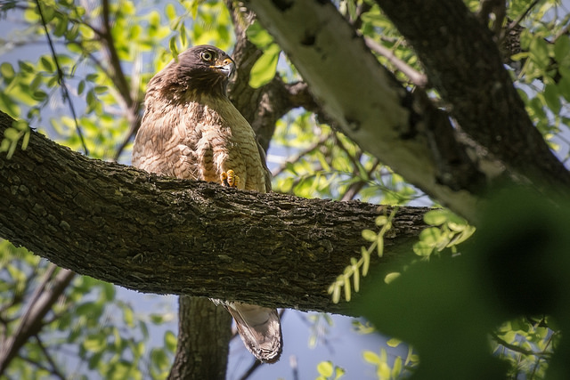 Foto Taguató Común