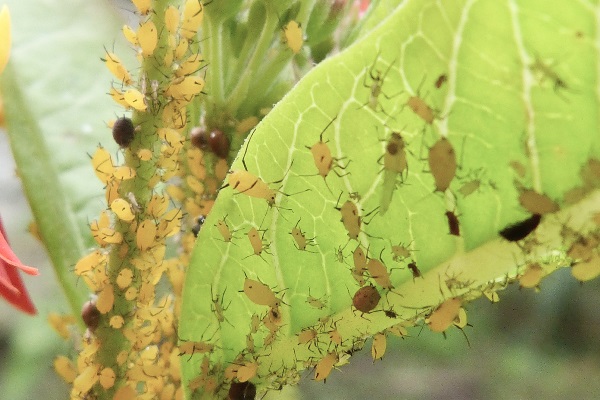 Foto Pulgón de la Adelfa