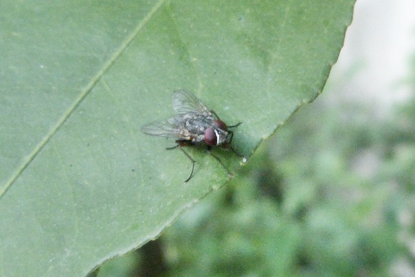 Foto Mosca Doméstica