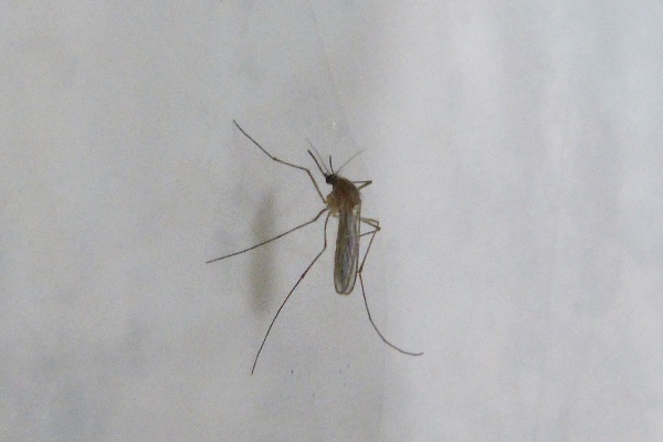 Foto Mosquito Común