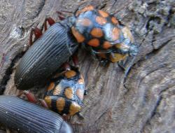  (Stiretrus decastigmus)